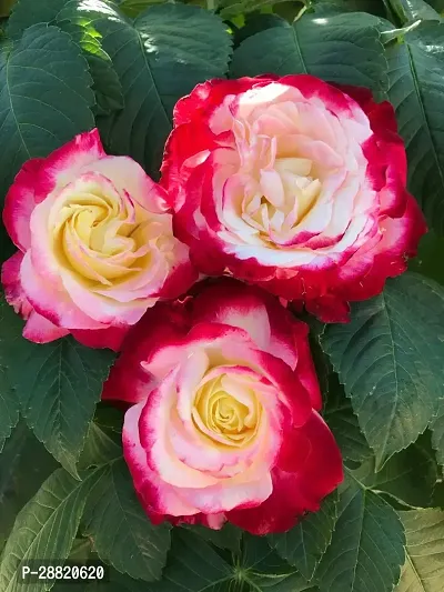 Baishnab  Rosa Double Delight Plant Rose Plant-thumb0