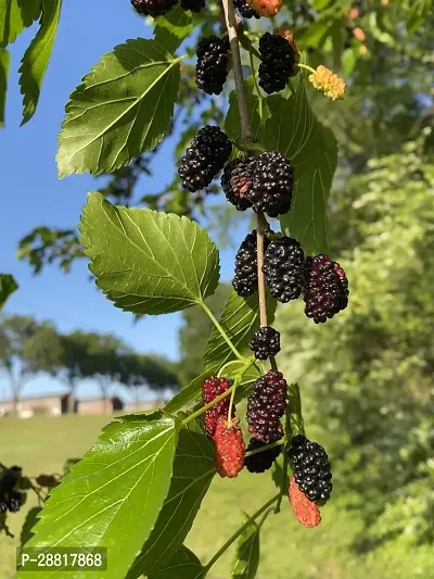 Baishnab  Mul Berry Plant 030 ShahtootMulberry Pla-thumb0