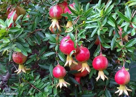 Baishnab  DalimPomegranate Fruit Pomegranate Plant-thumb0