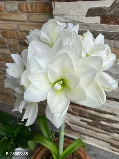 Baishnab Lily Plant WHITE DOUBLE PETAL