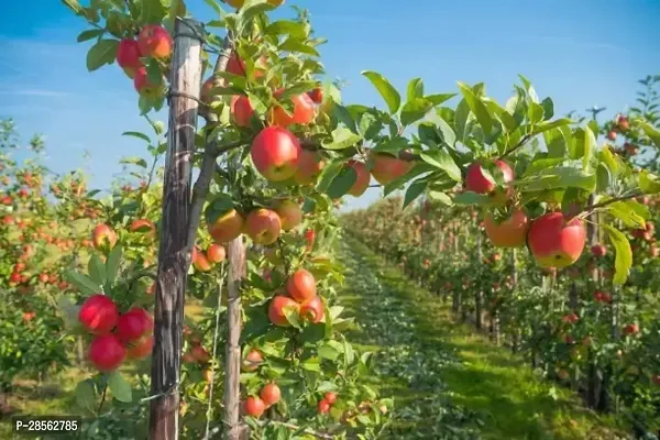 Baishnab Apple Plant Kashimiry Apple plant Grafted and hybrid plantAS128