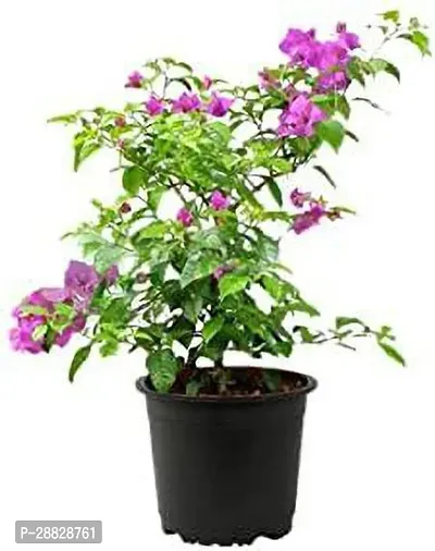 Baishnab  Bougainvillea Plant  121 Bougainvillea Pl-thumb0