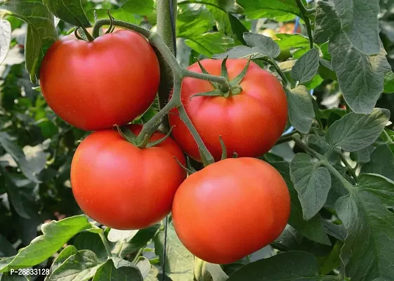 Baishnab Tomato seed kj 430prpkTomato Hybrid Seeds 430Seeds 430PIECE-thumb0