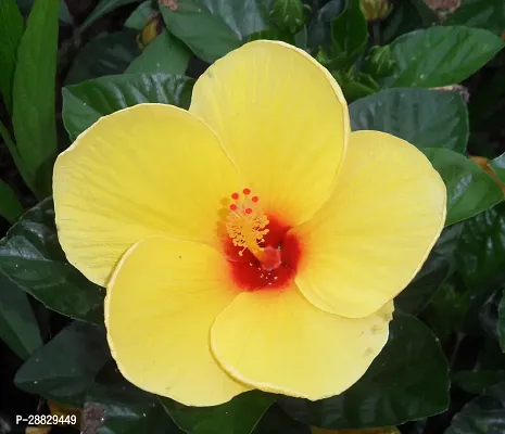 Baishnab  Hibiscus Yellow CF20551 Hibiscus Plant-thumb0