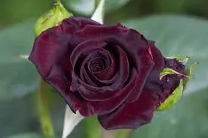 Baishnab Rose Plant Red rose plant1-thumb1