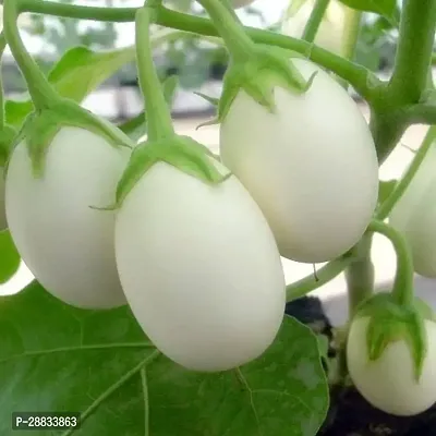 Baishnab brianjal seed  100psWhite Round Brinjal Hybrid Vegetable Seeds  WR65716PIECE