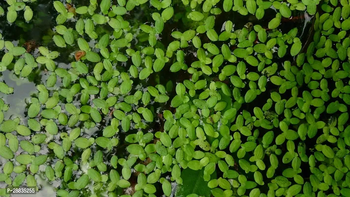 Baishnab Azolla Seeds 1200pc d RBAzolla1200PIECE