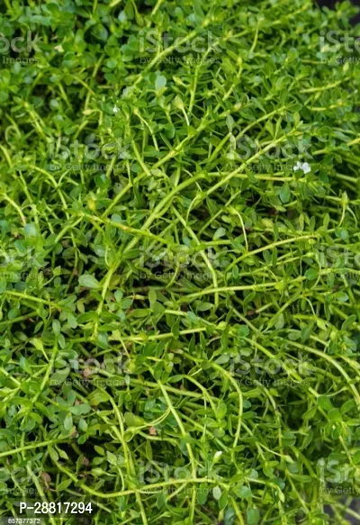 Baishnab  Bramhi Plant B004 Bacopa Monnieri-thumb0