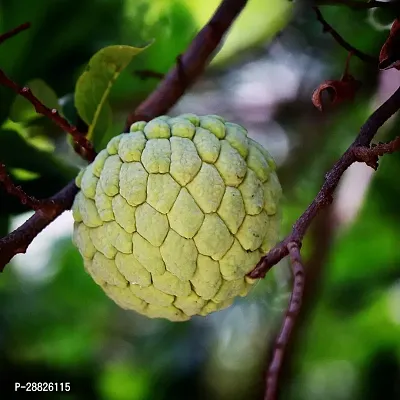 Baishnab  Custard Apple Live Plant CF0078 Custard