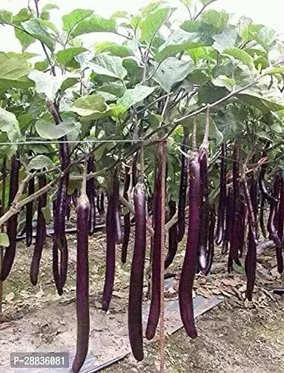 Baishnab bAGUN SED 100PS AABrinjal Big Green Eggplant Seeds Finest 100 Seeds BS54100PIECE-thumb0