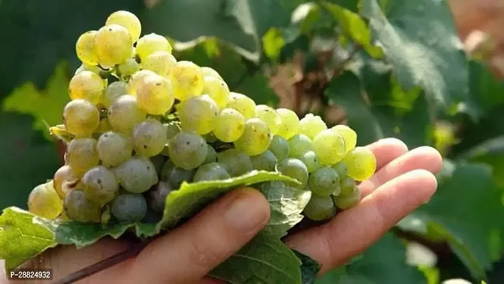 Baishnab  j411 Grapes Plant-thumb0