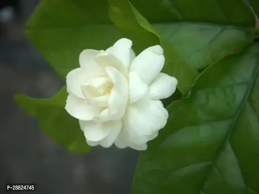 Baishnab  JX321 Jasmine Plant-thumb0