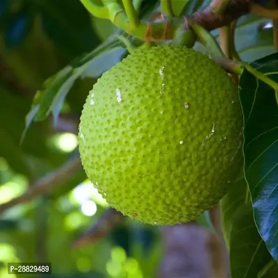 Baishnab  Bread Fruit Plant BF6 Breadfruit Plant-thumb0