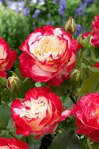 Baishnab Rose Plant Rosa Double Delight Plant-thumb2