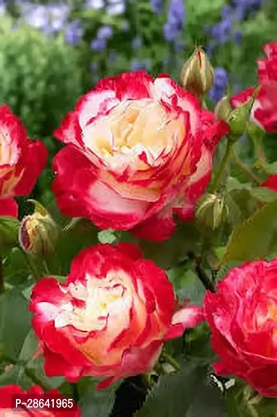 Baishnab Rose Plant Rosa Double Delight Plant-thumb3