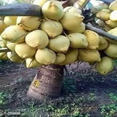 Baishnab Coconut Plant Rumani Coconut Hybrid Plant For Outdoor Garden-thumb0