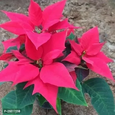 Baishnab  Poinsettia Plant 025 Poinsettia Plant