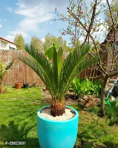 Baishnab  Cycas Revoluta Plant Live Plant CF1301-thumb0