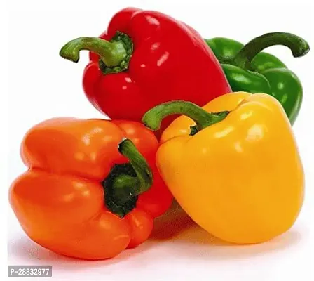 Baishnab Capcicum seed 375 per packet  rbShimla Mirch  Capsicum Hybrid Vegetable Seeds   S7587375PIECE