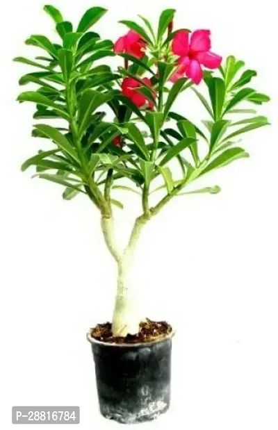 Baishnab  Adenium Light Pink Live Plant Anthurium P