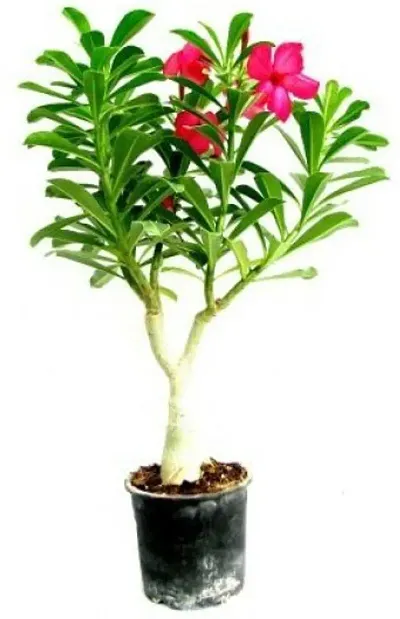 Hot Selling Plant & Planters 