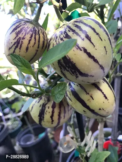 Baishnab  Pepino Melon V3 live plant Papaya Plan