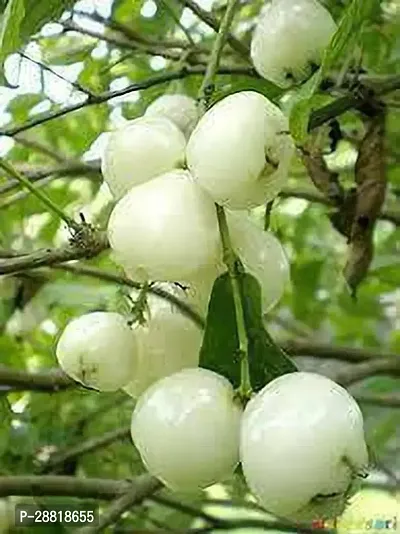 Baishnab  Jamrul fruit plant Jamun Plant-thumb0