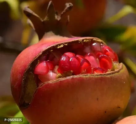 Baishnab  Pomegranate Plant Live Plant CF576112 P