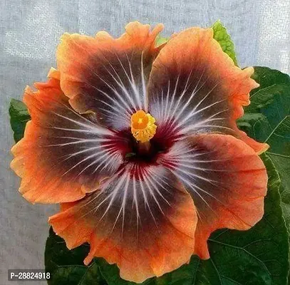 Baishnab  Hybrid Hibiscus Flower Live PlantCF341