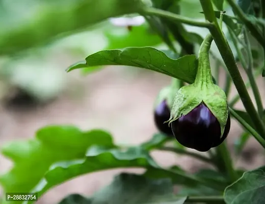 Baishnab Brinjal Seed 30 Ps  percentAS 19030PIECE-thumb3