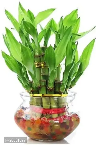 Baishnab Two Layer Bamboo Plant BAMBBO PLANT