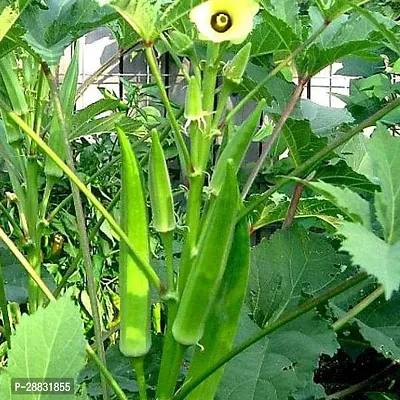 Baishnab Vandi seed 50 PsPremium Bhindi Seeds 50 per packet50PIECE-thumb0