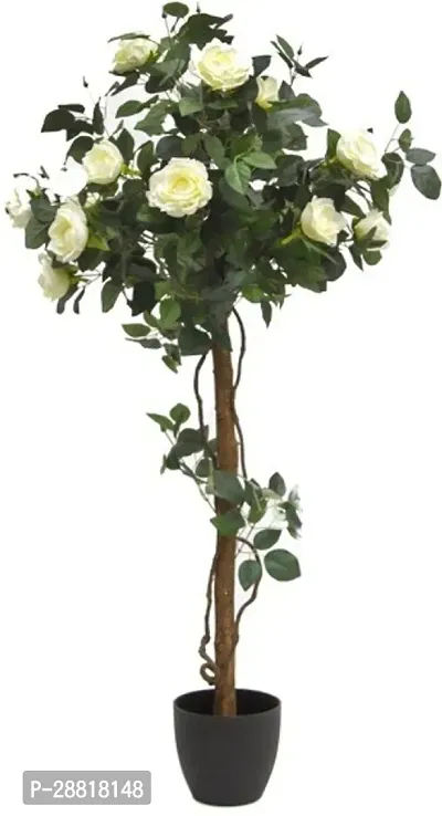 Baishnab  White Rose Royal2 Rose Plant-thumb0