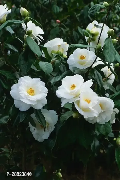 Baishnab  Camelia Flower Plant 132 Rose Plant