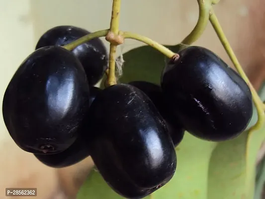 Baishnab Jamun Plant GGT5- Jamun Plant-thumb0