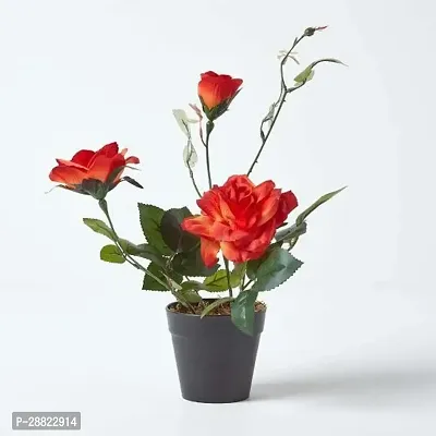 Baishnab  Orange rose Rose Plant-thumb0