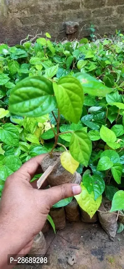 Baishnab Betel Leaf Plant BETEL LEAF PLANT U7