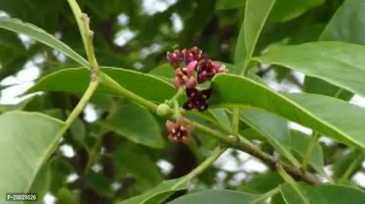 Baishnab  Chandan Plant QQ1 Red Sandalwood Plant-thumb0