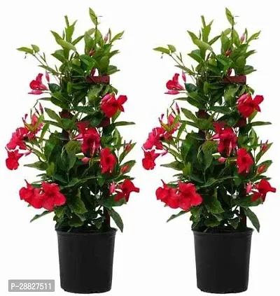 Baishnab  Mandevilla Plant Red CF82 Mandevilla Pl