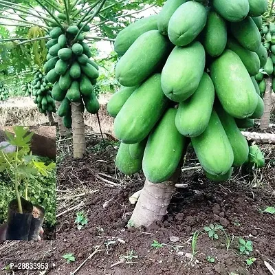 Baishnab Papaya seed 150 per packet fgPP33  BEST QUALITY SEED OF PAPAYA  PAPITA PACK OF 150 SEEDS   GERMINATION IMPORTED SEED PACK OF 150 SEEDS150PIECE-thumb0