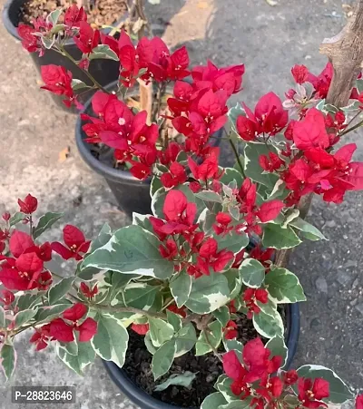 Baishnab  HYBRID BOUGAINVILLE Bougainvillea Plant-thumb0