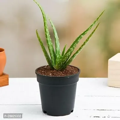 Baishnab  AAGA11 Aloe Vera Plant-thumb0