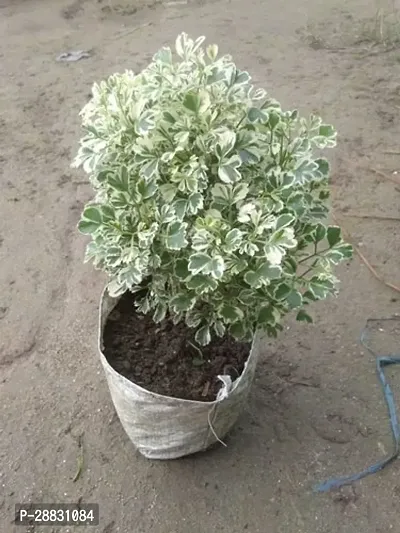 Baishnab  Aralia live Plant Aralia Plant