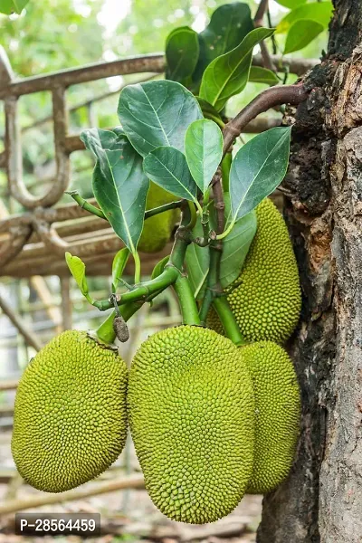 Baishnab Jack Fruit Plant jackfruit plant-thumb0