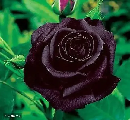 Baishnab  Unique Black Rose Plant CF8004122 Rose-thumb0