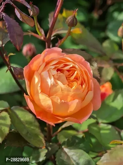 Baishnab  Hybrid All Season Live Rose PlantCF067