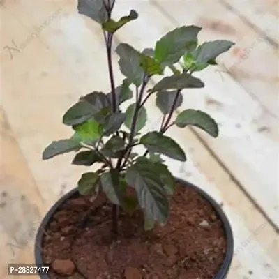 Baishnab  Tulshi20 Tulsi Plant-thumb0