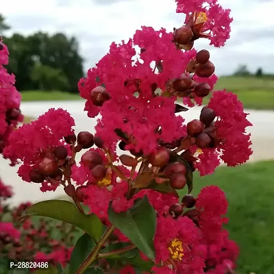 Baishnab  FPF01 MadhumaltiRangoon Creeper