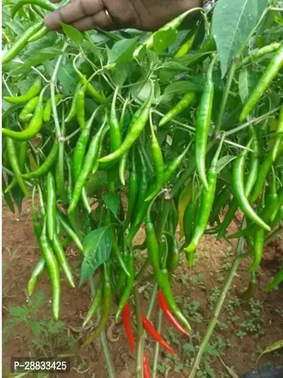 Baishnab Chuili seed x 50psF1 Hybrid Rare Thai Red Chilli Hot Pepper Seeds50PIECE-thumb0