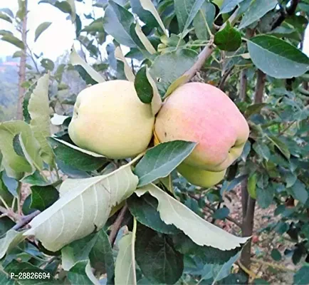 Baishnab  Hariman99 Apple Apple Plant-thumb0